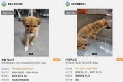 정읍 유기견, 입양 아닌 실험용?