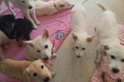 제주 제2동물보호센터 ‘오름센터’ 15일 개관