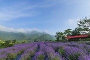 6월은 라벤더 향 따라 힐링 여행!
