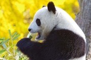 광주, 푸바오 유치 검토 본격화