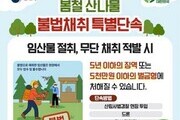 드론까지 뜬다…봄 산나물 채취, 이제 단속 전쟁