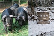 동물학대 논란 '제주 포제' 바뀌나